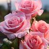 mir.aly313