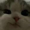 jilscali