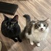 lovemymeowz