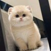 lovly_cat2