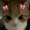 evelyn.lima88