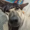 producvj