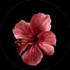 eman.mohamed341