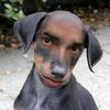 lildrick19