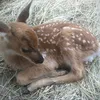 little_doe_fifi