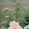 srawet.asri.asri