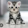 lamiagadacha