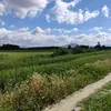 iban06331