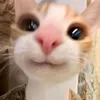 gatto_podremeo