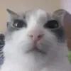 creepercallum6