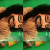 niza.139