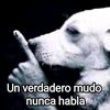 sr_gato_505