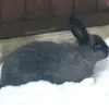 clairebear261174