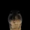 chinchila_cz11