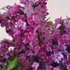 zarif_aliyeva1991