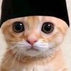 alip