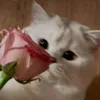 r_kjs22