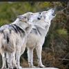 magic_wolves_family_page