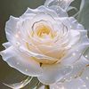 roseblanche854
