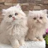 bibiche_et_bibicha