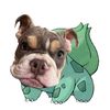 Grubbi The English Bulldog