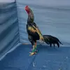 mandalaputraaaaaa