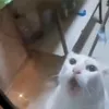 omoriboy_15
