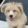 b.i.o.l.a1