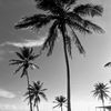lavivis_5