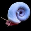 snailbert42