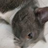 lisalmanl2leonorkareenwa