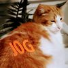 refinedcolonialcats