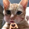 caiquan2222