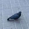 nike_monster7