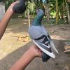 madunawu.141010