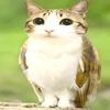 meowl118