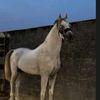 515abusharaf