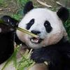 onlylananh36