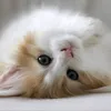 palomacollar