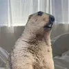 mctiger33