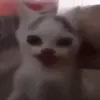 danikperebik