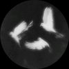 elmer_yaxon2