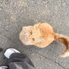 noreengamal_11