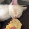 Pnutcat