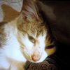 sylvesterthealleycat