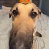 capywolfthoughts