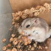 mimihamstery