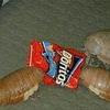 isopods.eating.chips