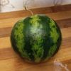 little_watermelon