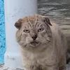 el_jowo26